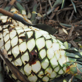 Jalisco