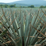 Jalisco