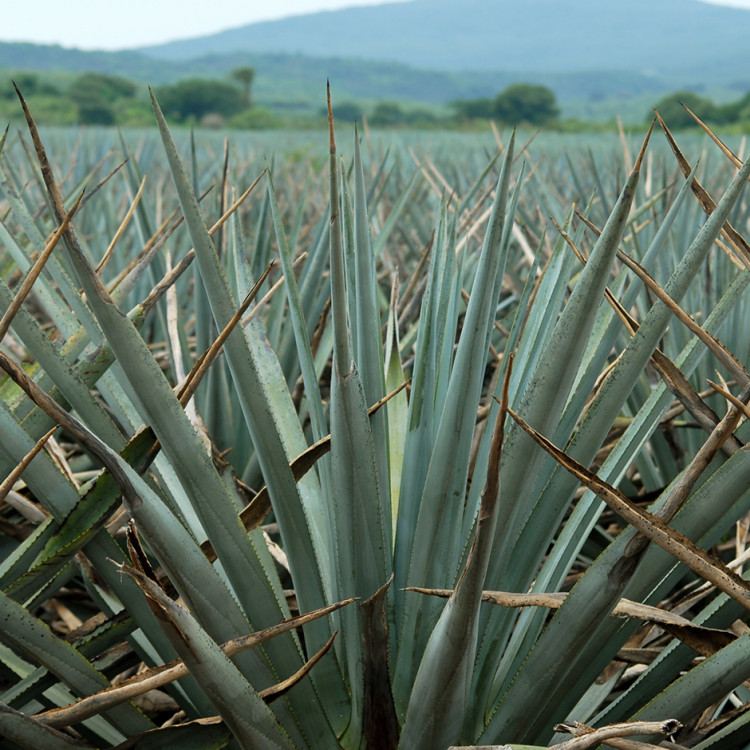 Fotografía de Marina Morris Uruchurtu