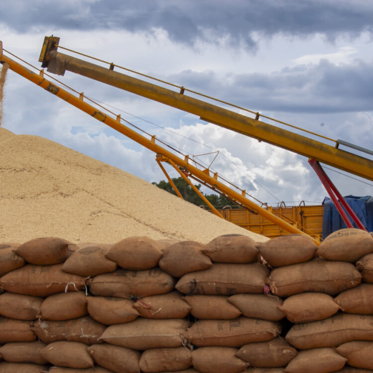 Comisión fotográfica de Marina Morris Uruchurtu para el Libro El Abasto: panorama de la distribución alimenticia en México, 2006.